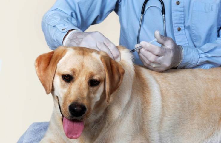 sterilizzare il cane con un vaccino