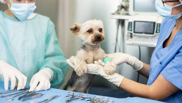 cagnolina da sterilizzare