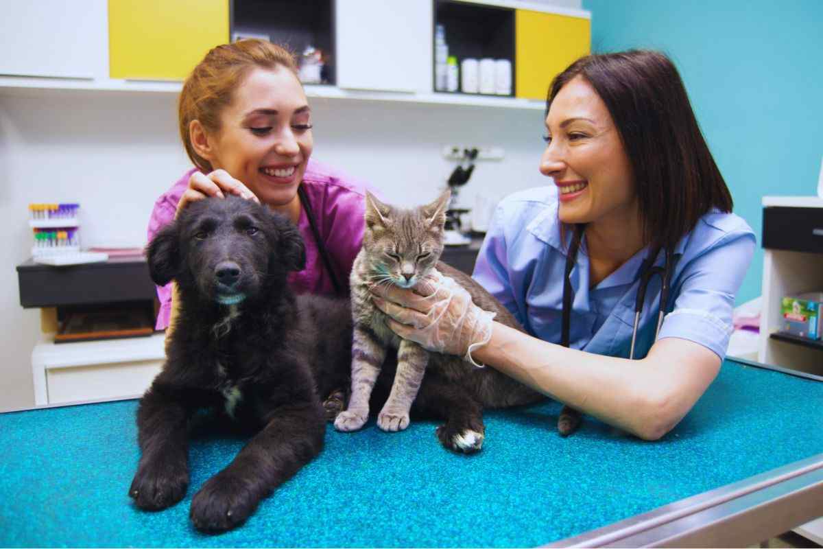 sterilizzare cane gatto gratuitamente