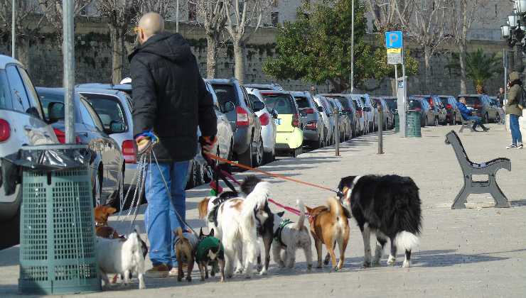 cani a passeggio