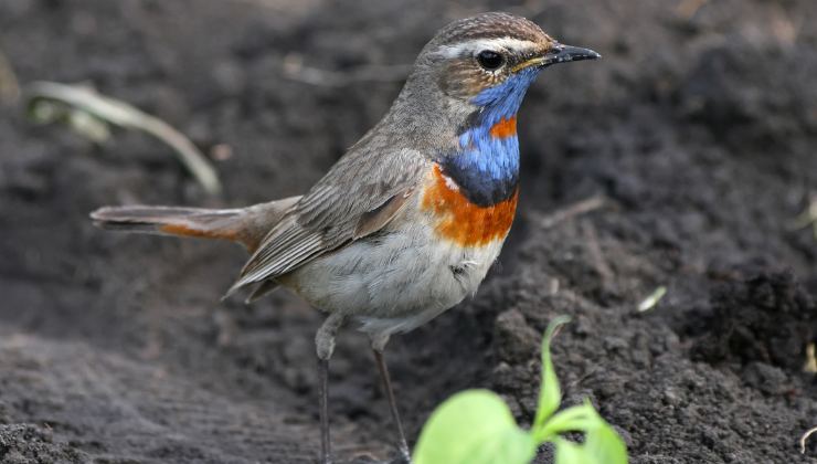 uccellino con petto azzurro