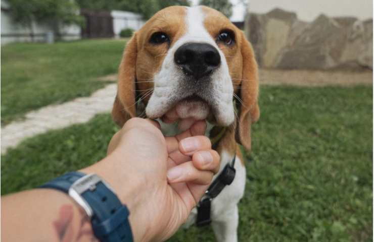 uomo guarda cane negli occhi