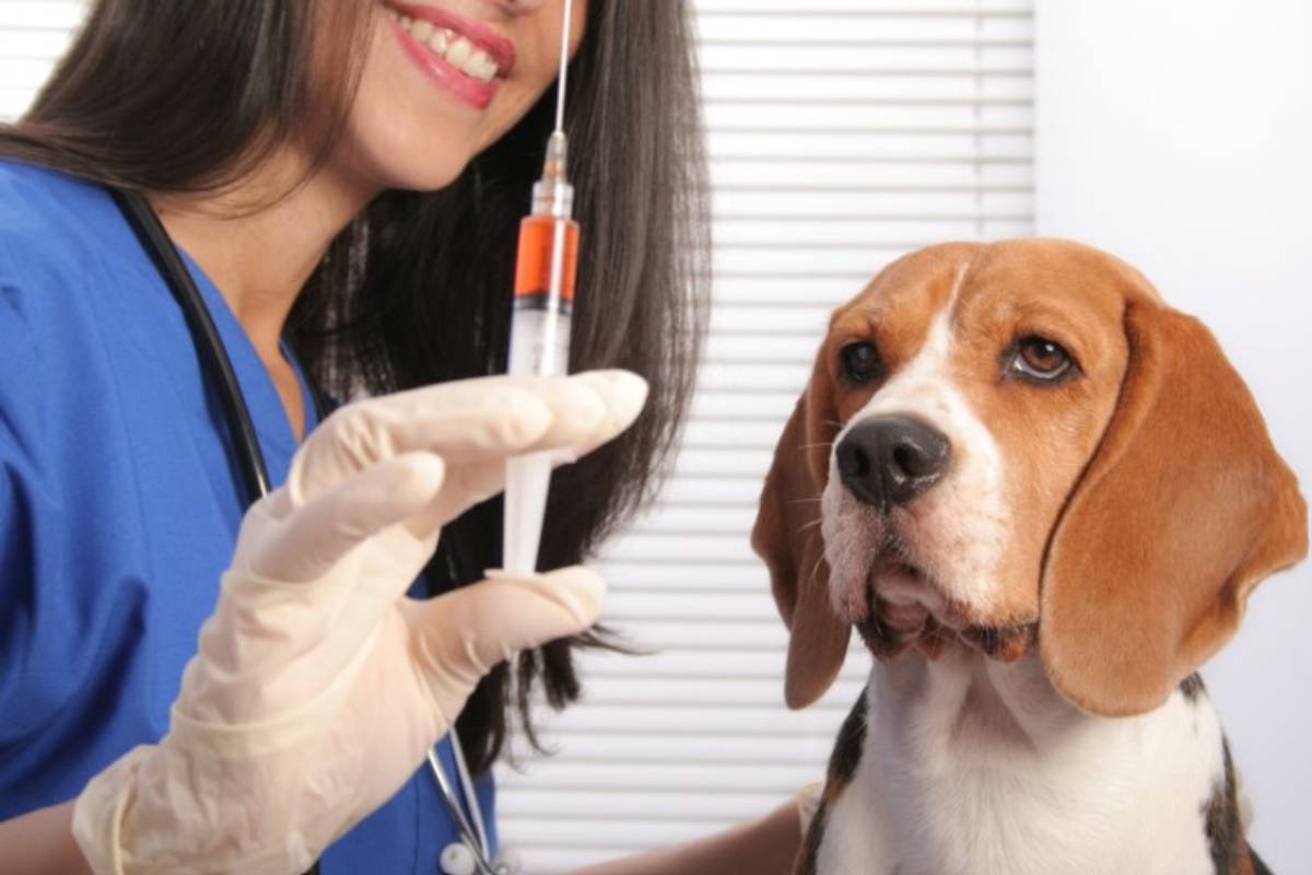 Il vaccino per sterilizzare gli animali dura 12 mesi 