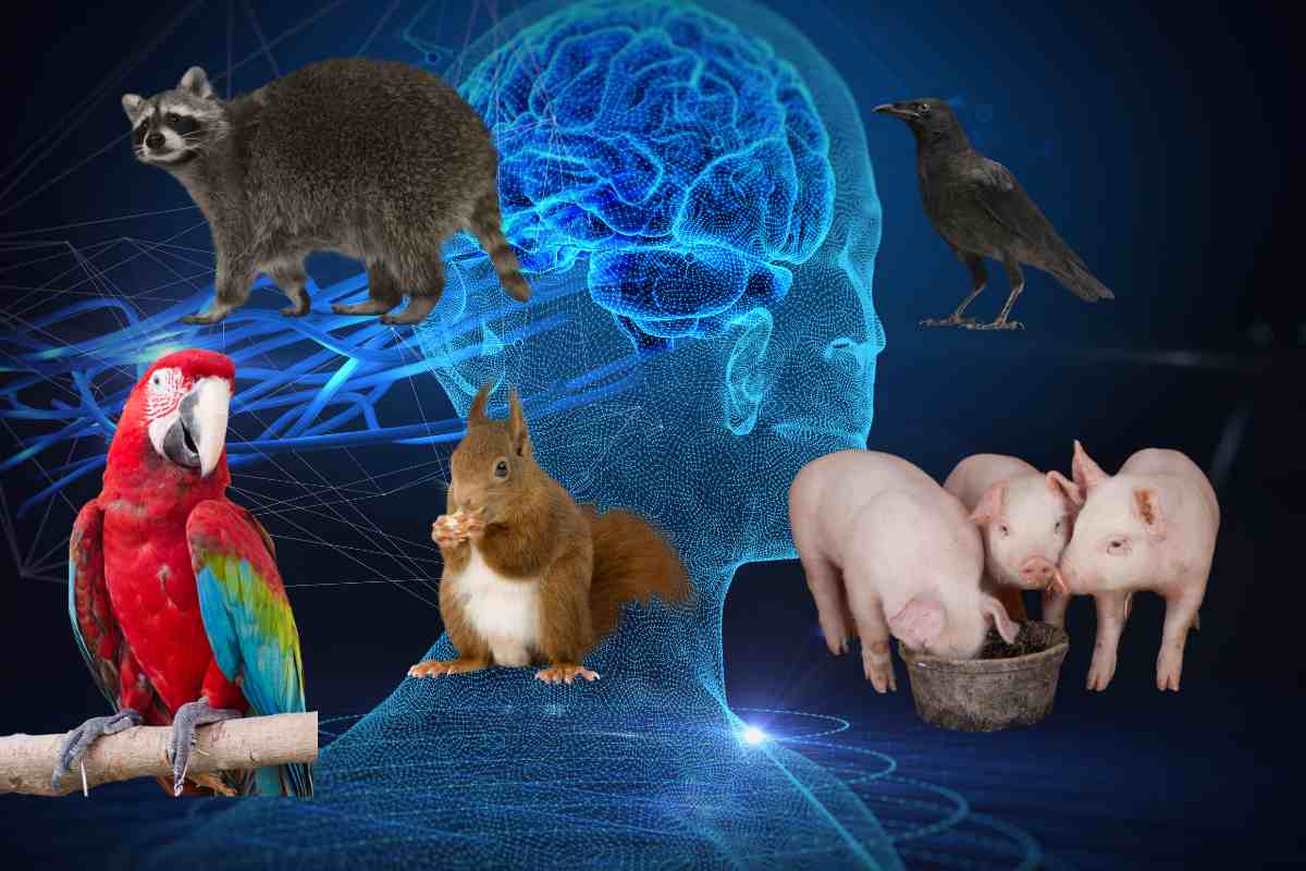 Animali più intelligenti degli umani