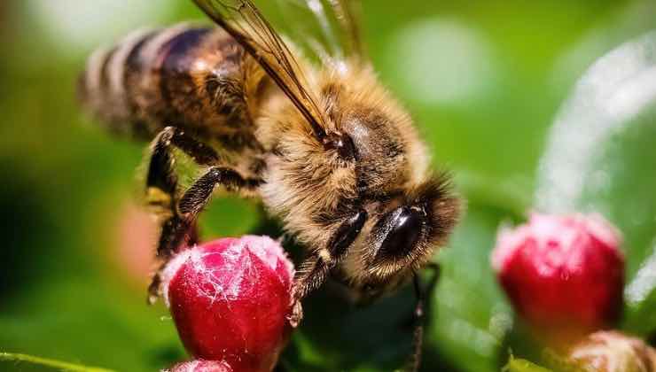 Ape vola su un fiore nelle terre degli elfi 