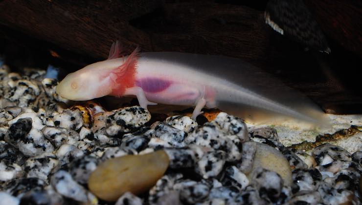 Cucciolo di salamandra marina che non invecchia 