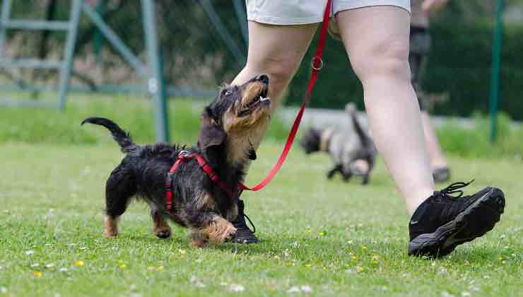 Bassotto passeggia in direzione della scuola per cani 