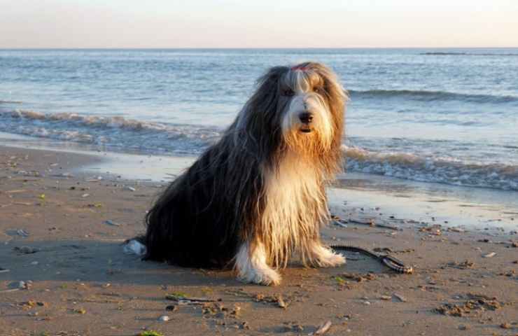 Bearded Collie