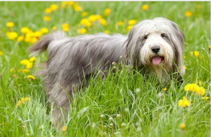 Bearded Collie