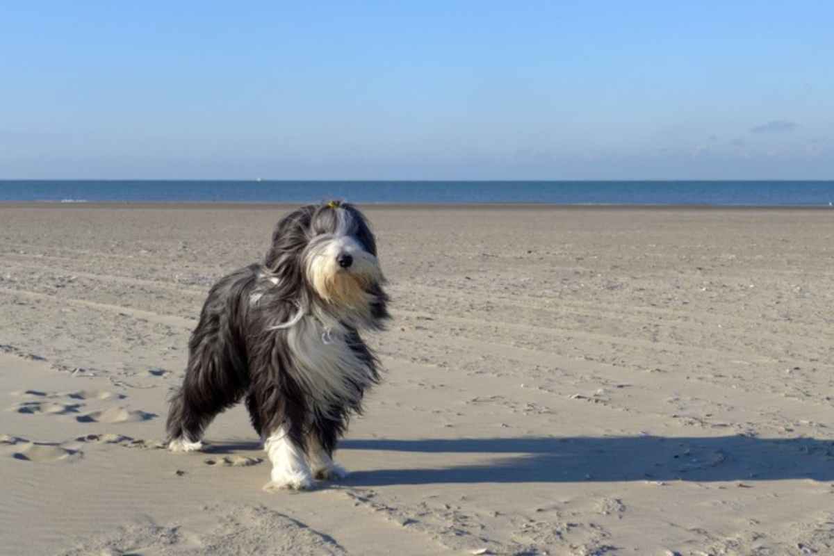 Bearded Collie