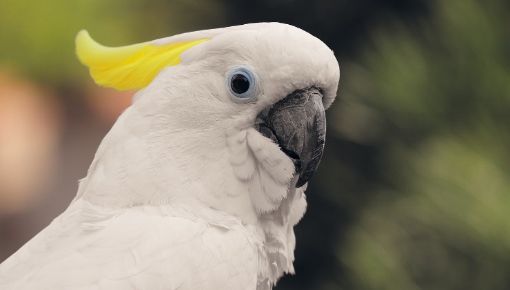 Cacatua dal ciuffo giallo in cortile 