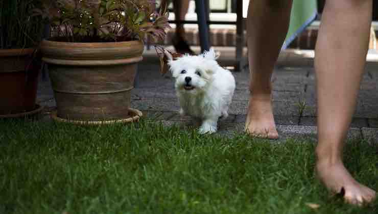 Piccolo cane in giardino segue la sua umana 