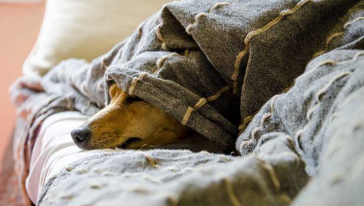 Quattro zampe con il muso fuori dalla coperta 