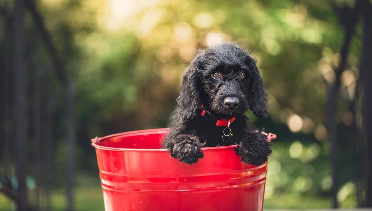 Piccolo cane nero nella ciotola rossa 