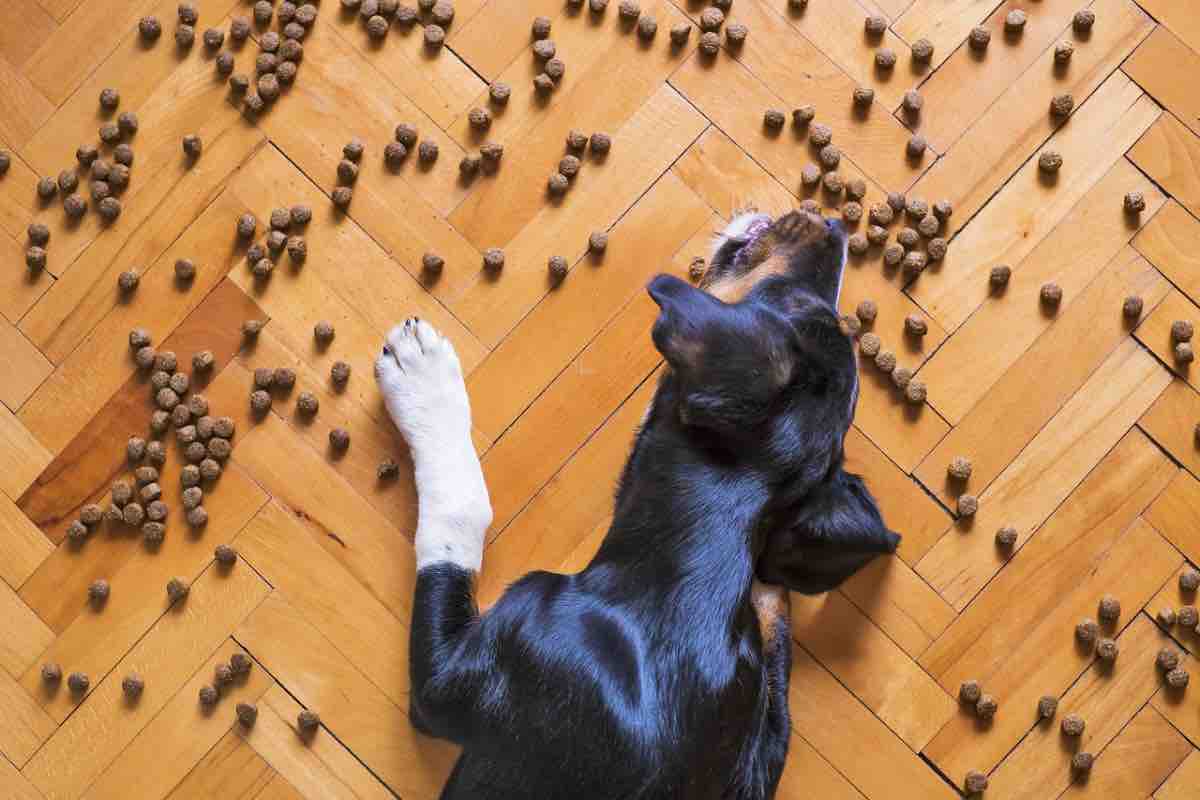 4 zampe nero mangia crocchette per cani