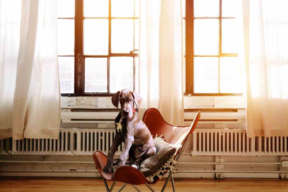 Cane sulla sedia con alle spalle i termosifoni