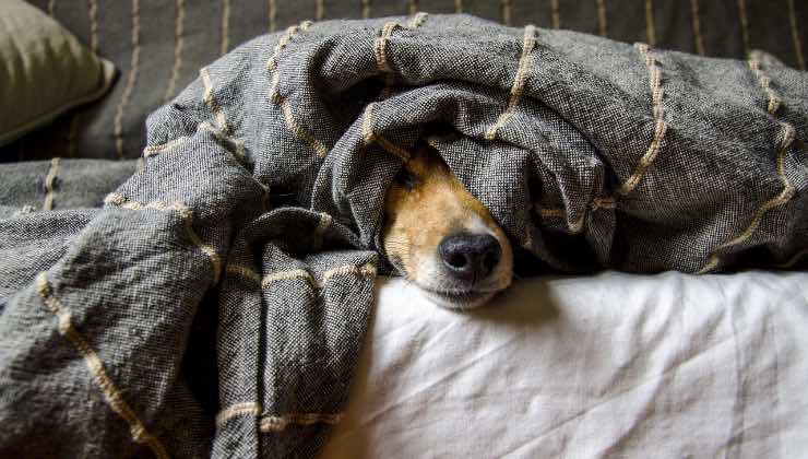 Quattro zampe sotto la coperta in inverno 