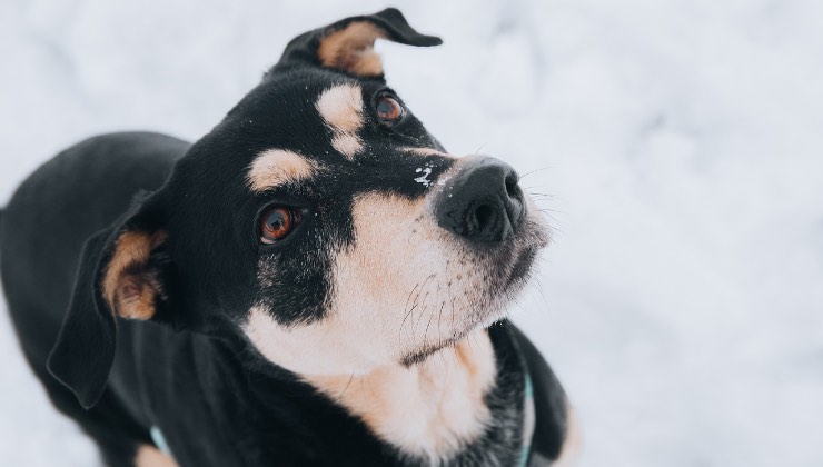 Cane nero durante una nevicata 