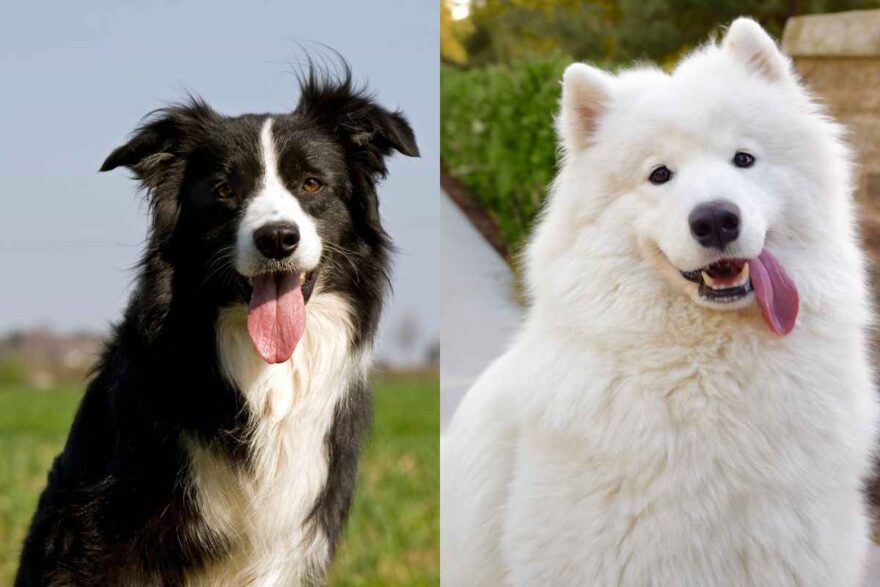 Border Collie e Samoiedo