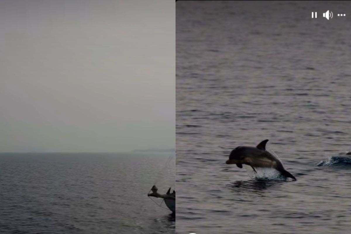 Capodogli a ischia