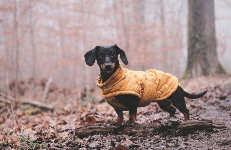 Cappotto per il cane 