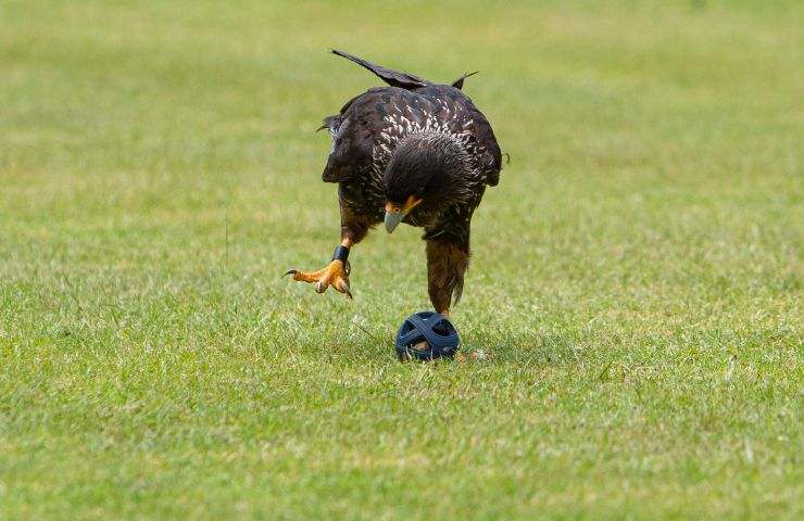 Uccello che gioca