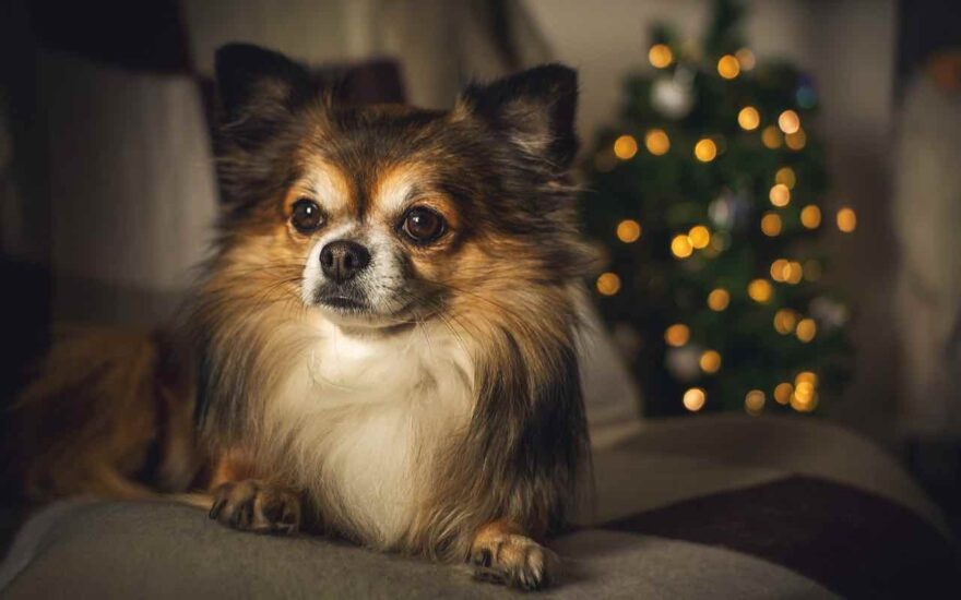 Animale domestico aspetta davanti all’albero di Natale