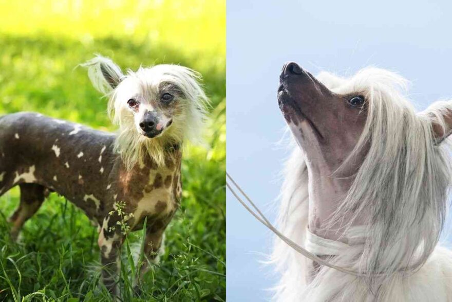 Esemplari di chinese crested dog