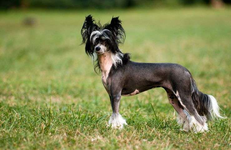 Chinese crested dog