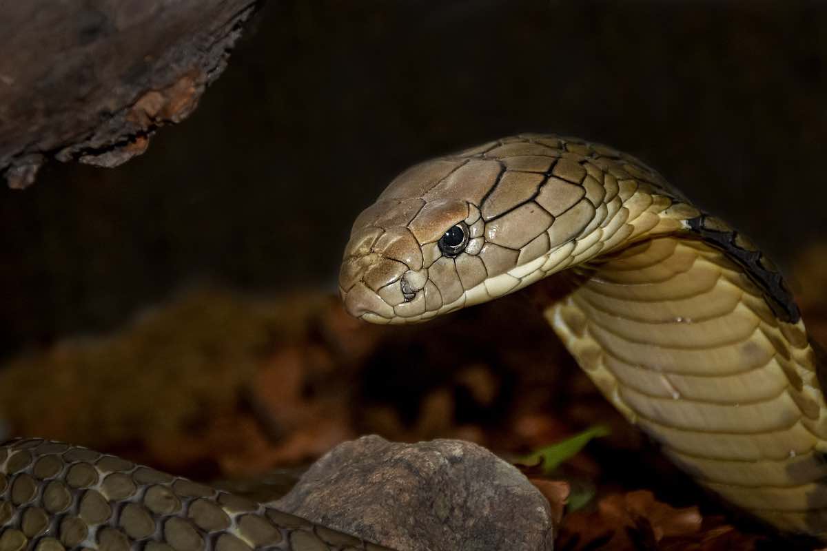 Cobra reale scoperto avanzare nella notte