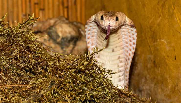 Cobra reale in posizione di stasi