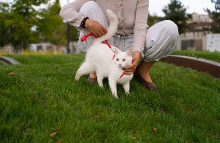 Tranquillizzare il gatto