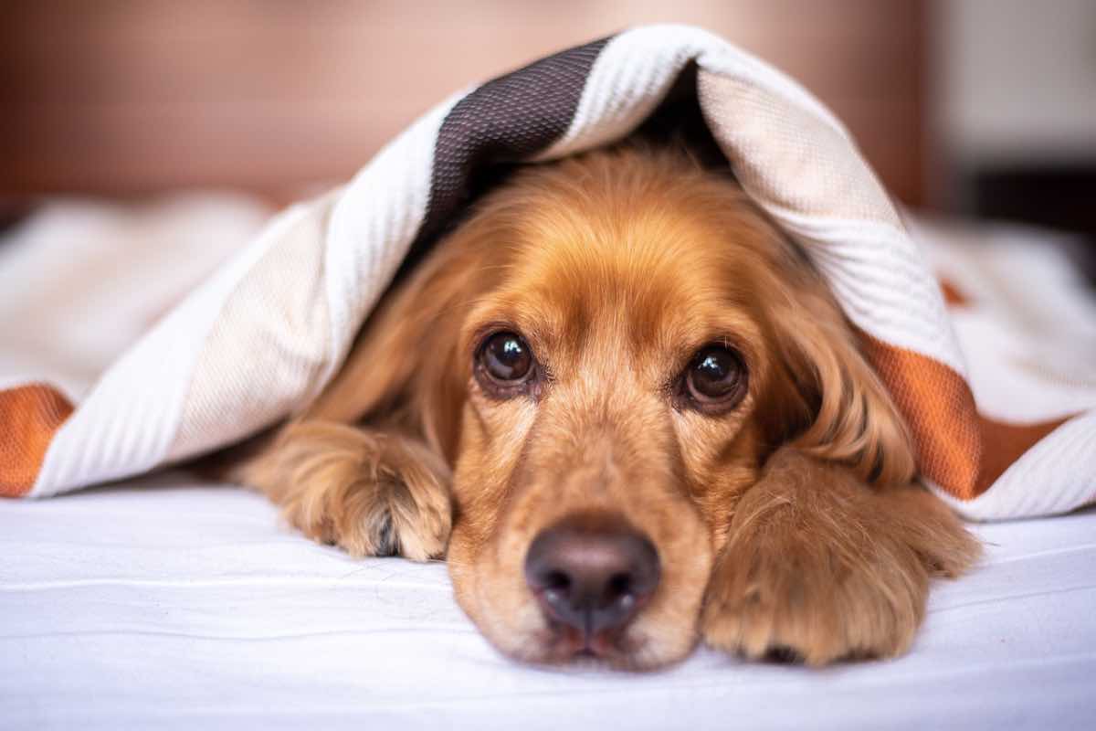 Cane sul letto avvolto in una coperta