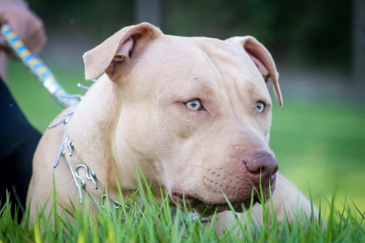 Cane con collare a strozzo