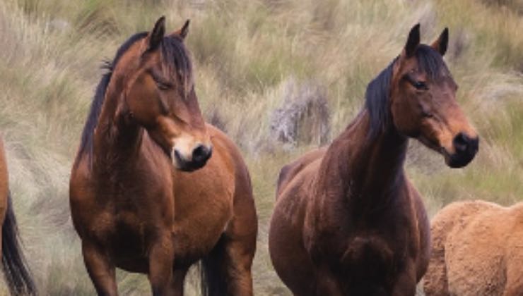 Animali molto simili a due cloni sulla collina 