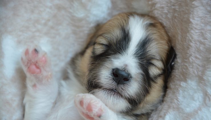 Piccolo cane mentre dorme serenamente 