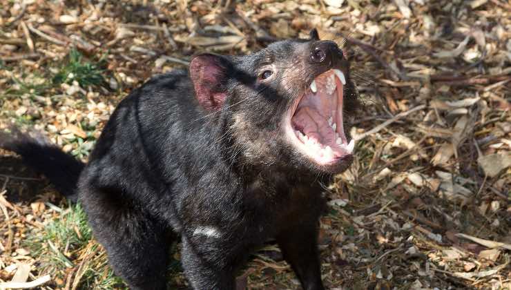 Il Diavolo della Tasmania dei Looney Toones