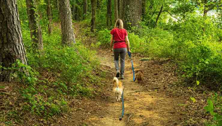 Dogsitter porta a spasso due animali nella natura 