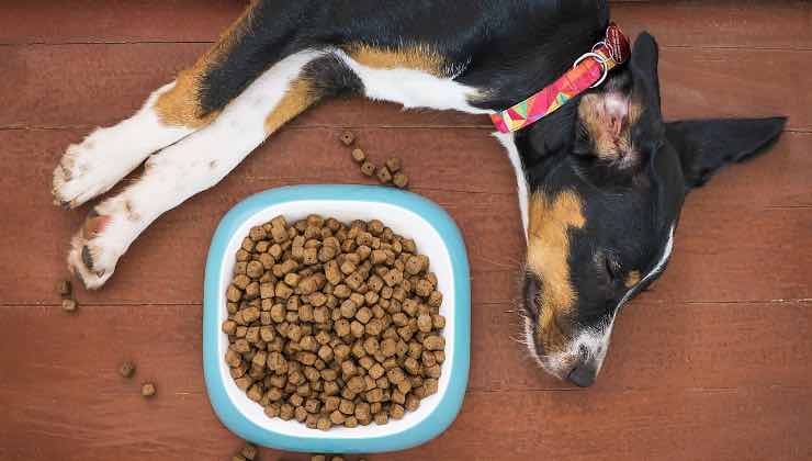 Cane sdraiato accanto a una ciotola piena di croccantini 