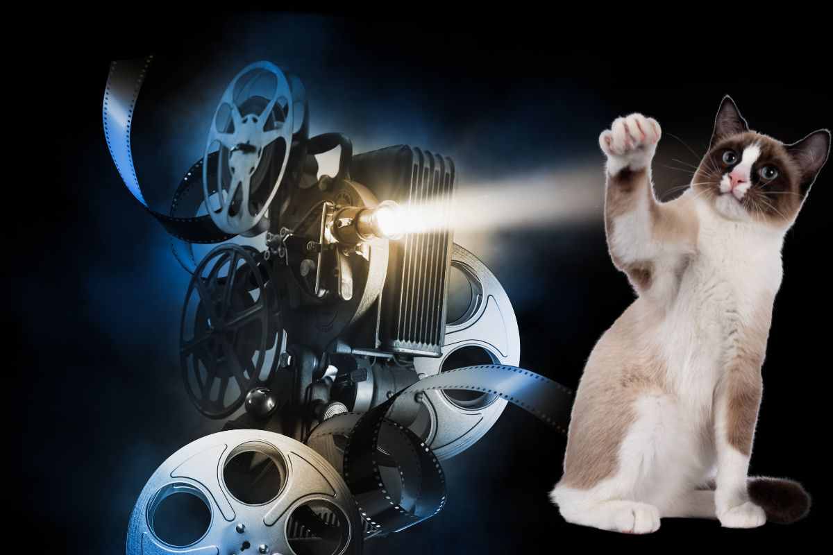 Gatto al cinema