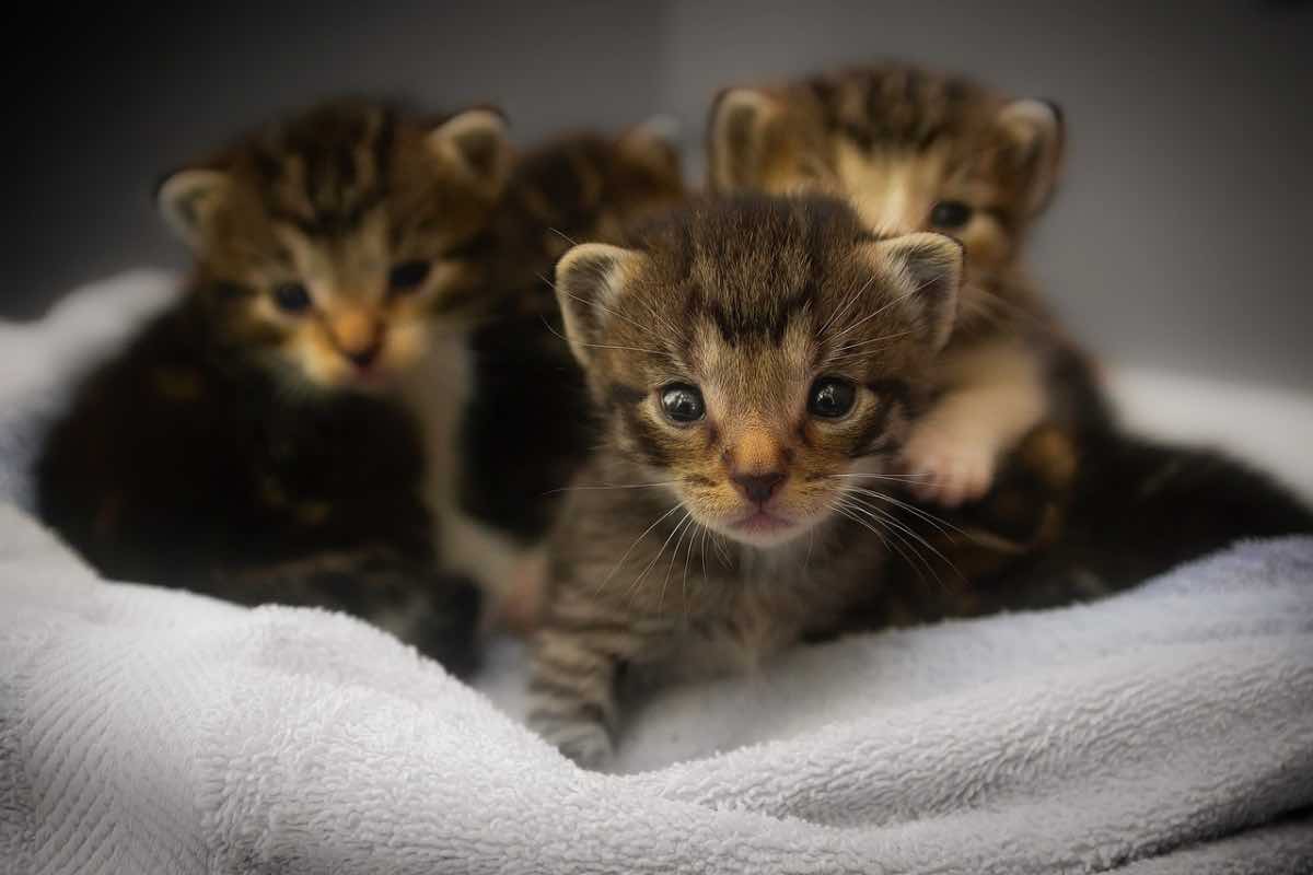 Piccoli gatti sul letto in inverno