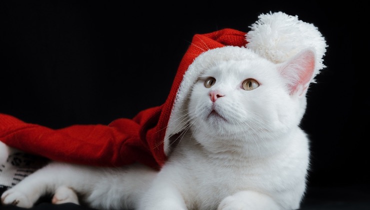 Gatto bianco indossa un cappello di Natale 