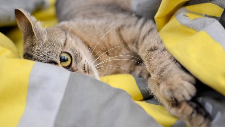 Gatto sdraiato sul letto dopo aver mangiato 