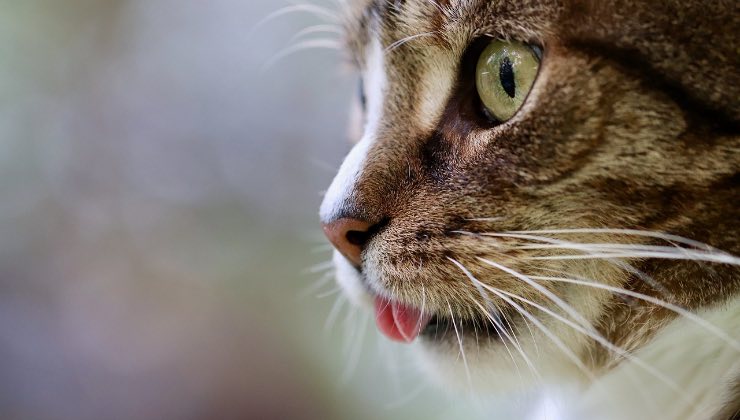 Gatto che tira fuori la lingua 