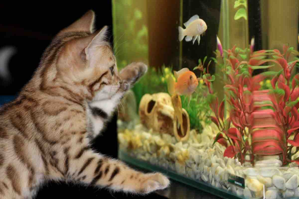 Piccolo gatto osserva un pesce nell’acquario