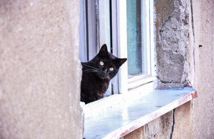 Gatto si sporge dalla finestra