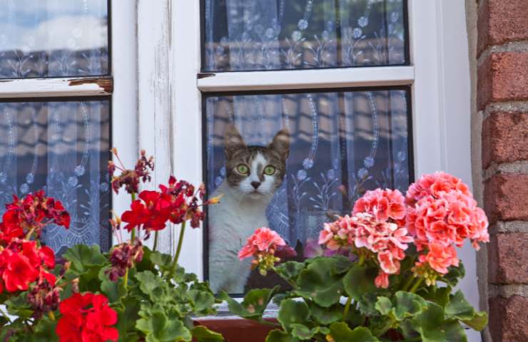 Gatto dietro al vetro