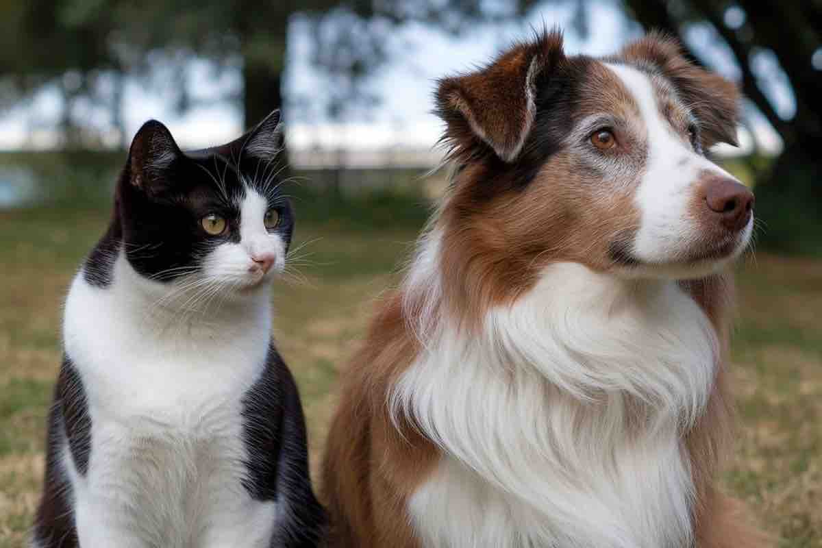 Gatto bianco e nero al fianco di un Border Collie