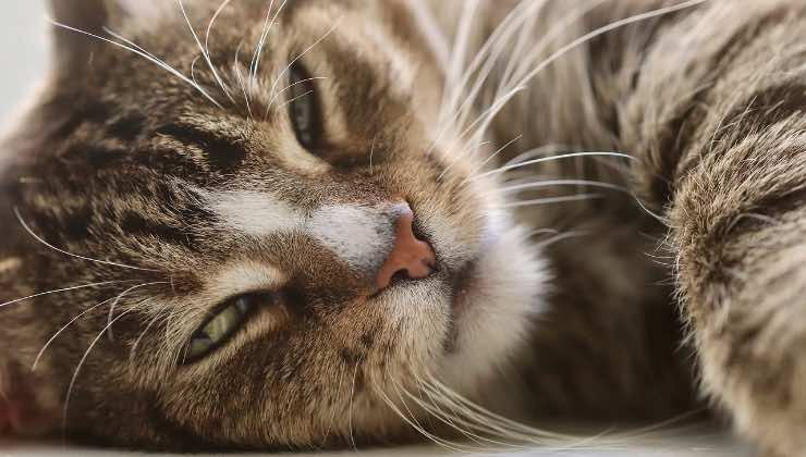 Testa di un gatto sdraiato sul pavimento 