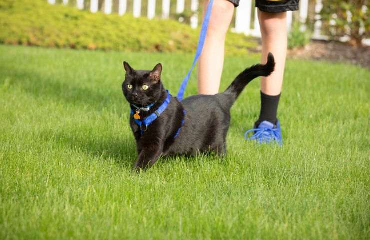 Tenere gatto al guinzaglio